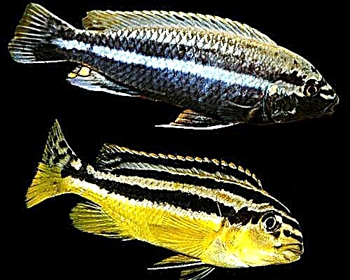 Melanochromis auratus - dispozisyon nwa mbuna a