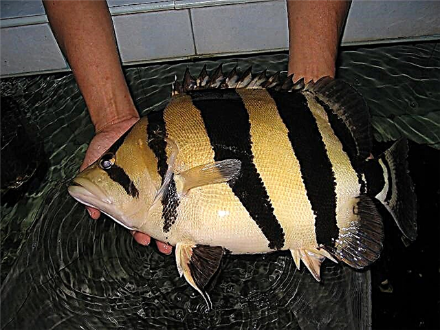 Siamese Tiger Bass - depredador de referencia