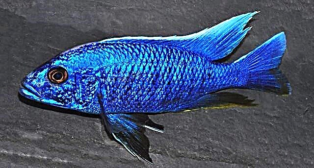Haplochromis Jackson eða kornblómablár