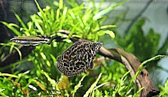 Ctenopoma leopard fish - sebata se senyenyane se nang le molomo o moholo