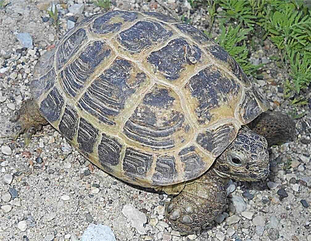 Turtle Central Asia: te manaaki me te tiaki i te kaainga