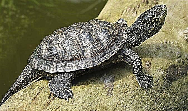 European swamp turtle sa bahay