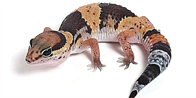 African fat-tailed gecko (Hemitheadiumx caudicinctus)