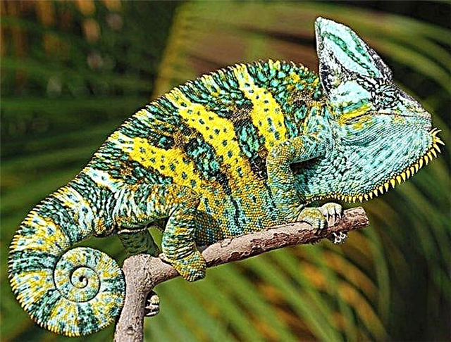 ເຢເມນ chameleon (Chamaeleo calyptratus)