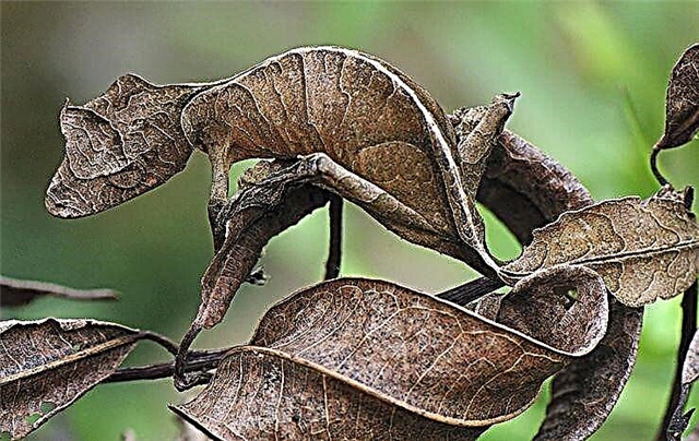 Gecko buntut datar - daun kalayan panon