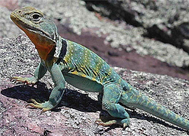 Iguana Collared - zû û talanker