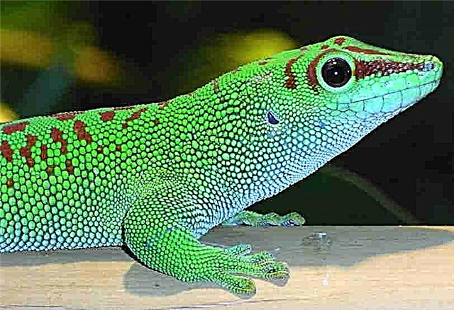 Felsuma Madagaskar eða Day Gecko