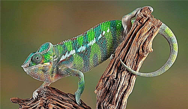 Faʻamanatuina o lanu - panther chameleon