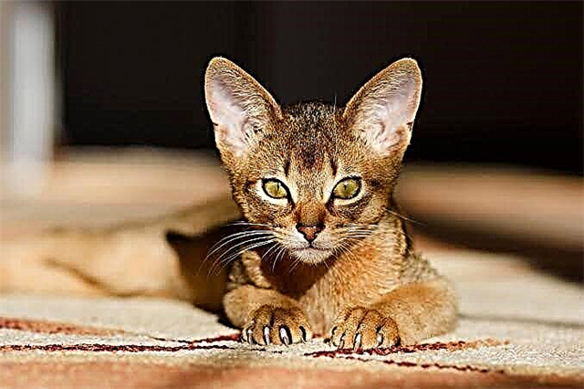 Abesinska mačka - značajke pasmine