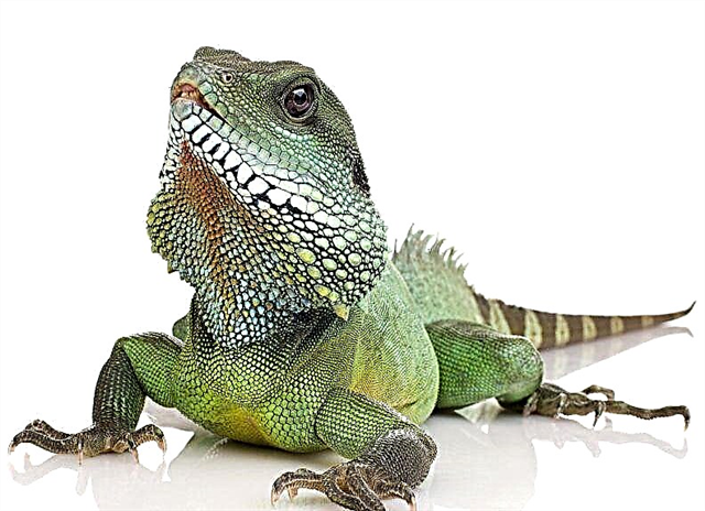 ကြီးမားသောနှင့်ရိုးသား - စိမ်းလန်းသော Iguana