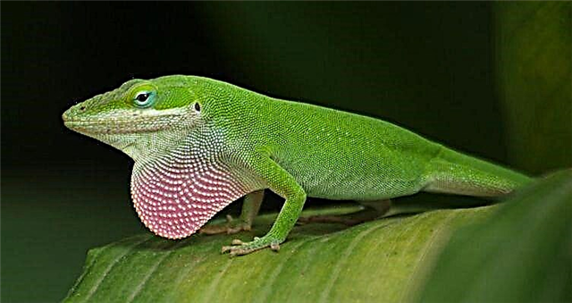 North American Liab-throated Anole