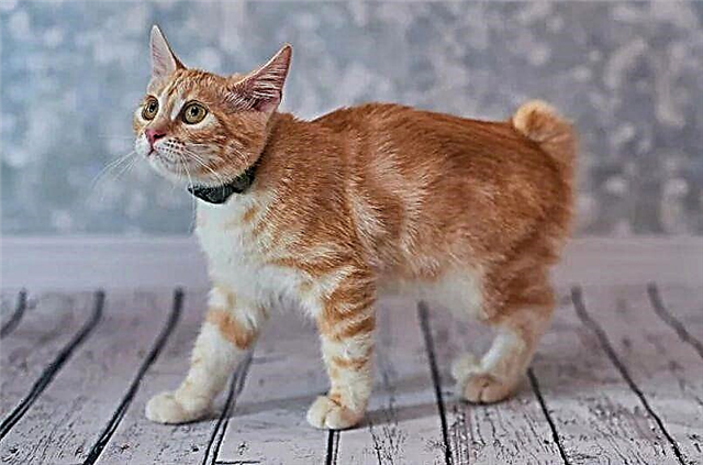 Bobtail آمریکایی - نژاد گربه