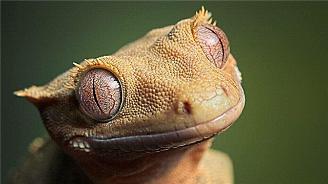 Ciliated gecko nga mokaon og saging (Rhacodactylus ciliatus)