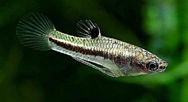 Ikan viviparous sing lali