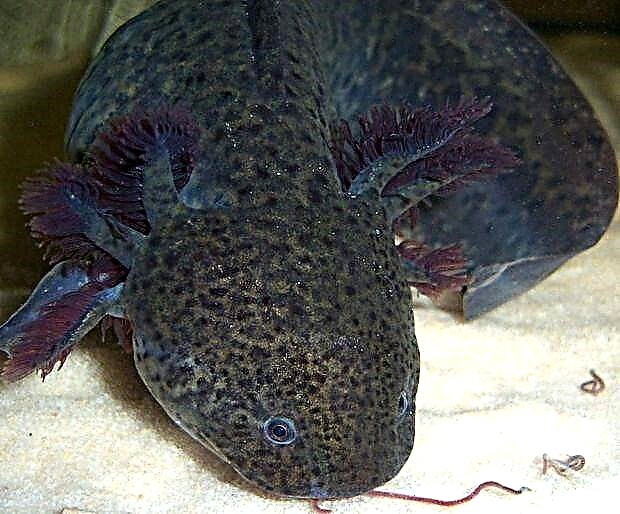 Axolotl - neotenik ambistom lichinkasi