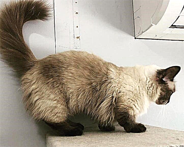Munchkin je pasmina mačaka s kratkim šapama