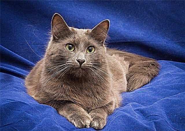 Мачка раса Нибелунг или руска сина мачка со долга коса