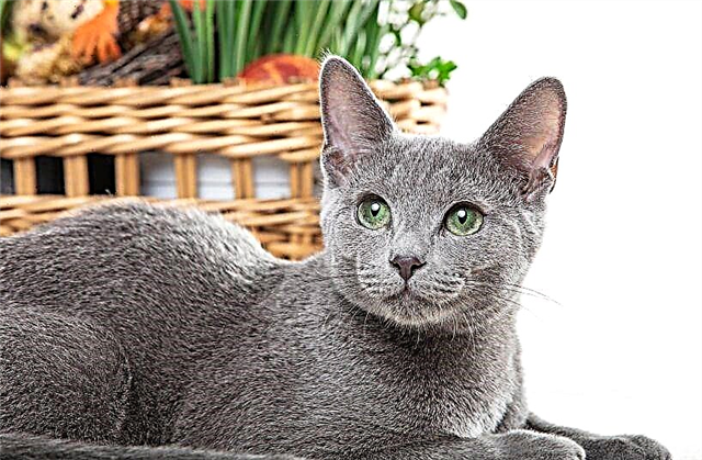Macja blu ruse - argjend i gjallë
