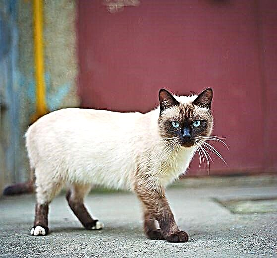 Tajlandska - tradicionalna sijamska mačka
