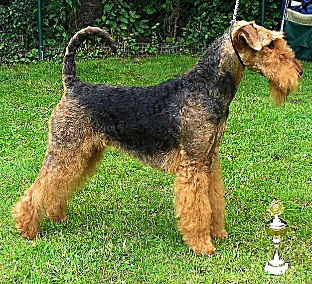 King of Terriers - Airedale