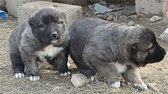 I-Gampr - i-wolfhound yase-Armenia