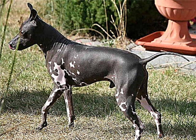 Tilas Pied Piper - American Hairless Terrier