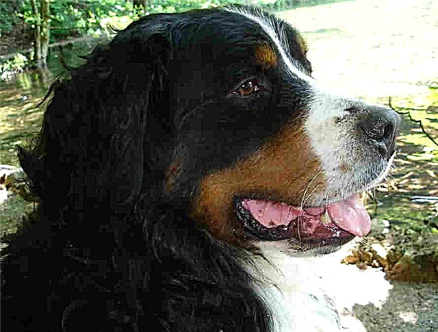 Bernese Mountain Dog ma ọ bụ Onye ọzụzụ atụrụ Bernese