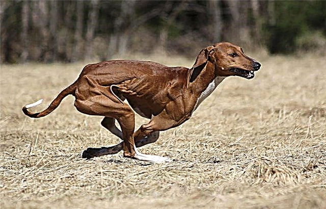 Neeg Asmeskas greyhounds - Azawakh
