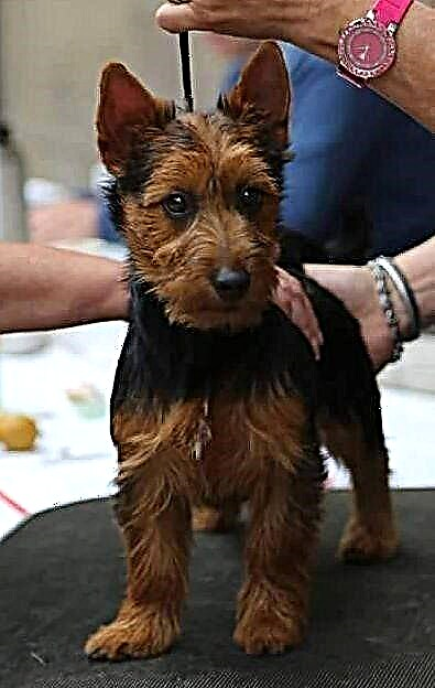 Honde ras - Australiese Terrier