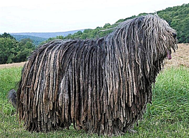 Hond an Dreadlocks - Bergamo Shepherd