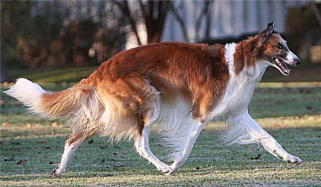 Ọkọlọtọ nke ọsọ - Russian greyhound