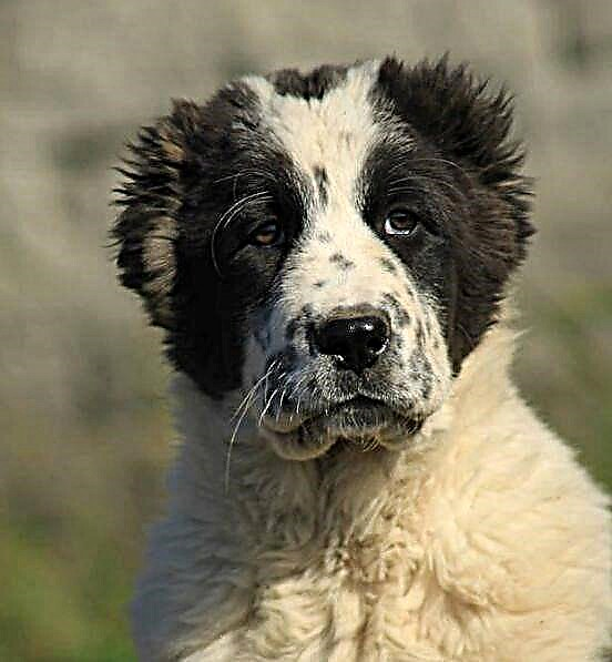 Nkịta nkịta - Alabai ma ọ bụ Central Asia Shepherd Dog