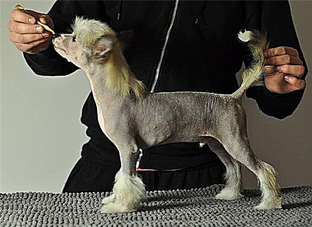 Mysterious Alien - Chinese Crested Dog