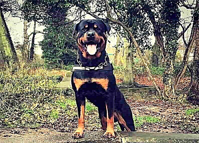 Rottweiler Fotografija Video Opis Pasmine Karakter Zdravlje Zivotinje