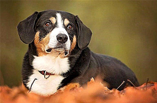 Anjing breed Entlebucher Mountain Dog