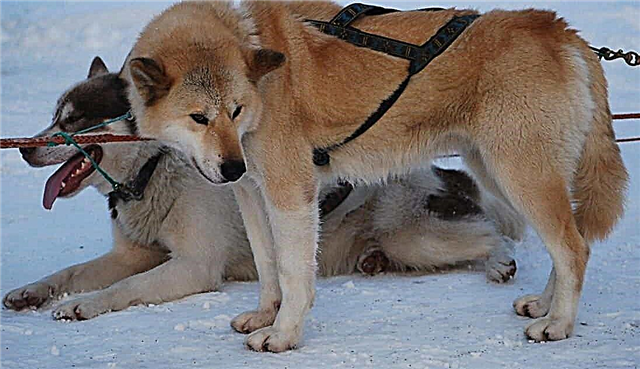 Գրենլանդիայի սահնակի շան greenlandshund