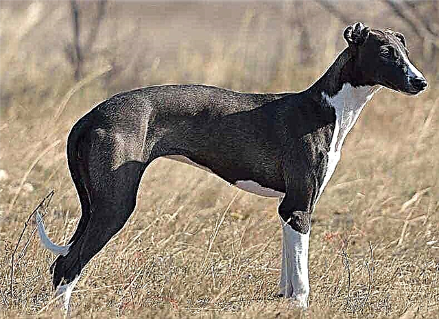 Hortaya greyhound