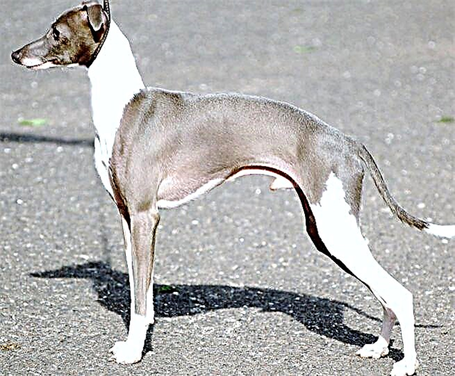 Italyano greyhound