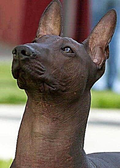 Xoloitzcuintle یا سگ بی مو مکزیکی