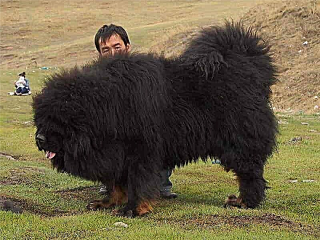 Tibetanski mastif