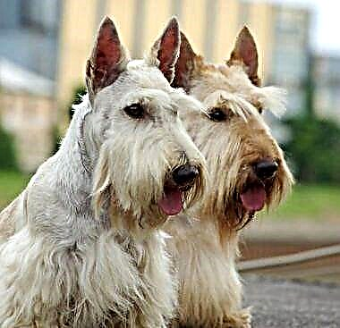 Scottish Terrier - စကော့ Terrier