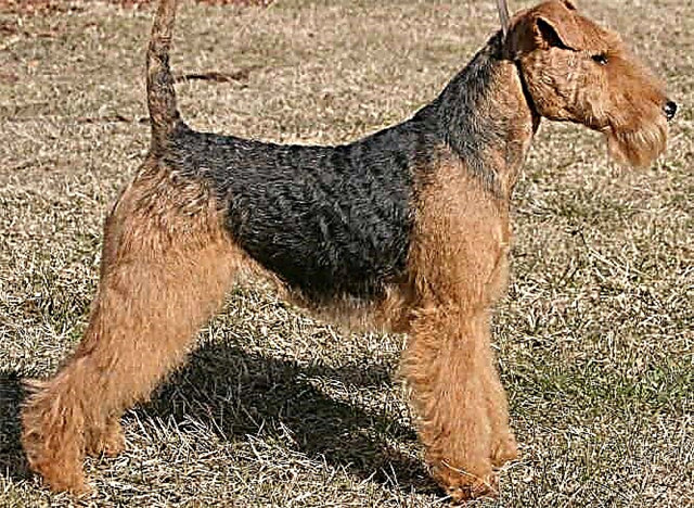 Isi-Welsh terrier