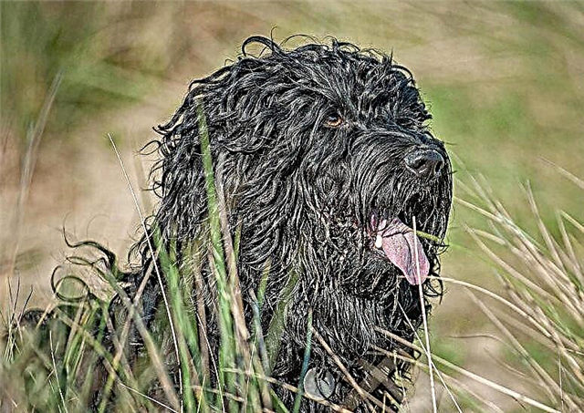 Португалийн усан нохой