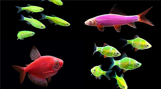 GloFish - kifin da aka canza shi da kyau