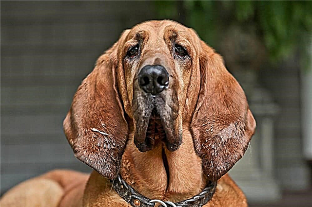 ʻO Bloodhound