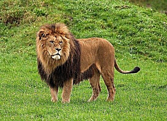 Afrički lav
