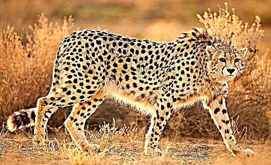 Cheetah Esia