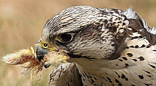 Saker Falcon (eye)
