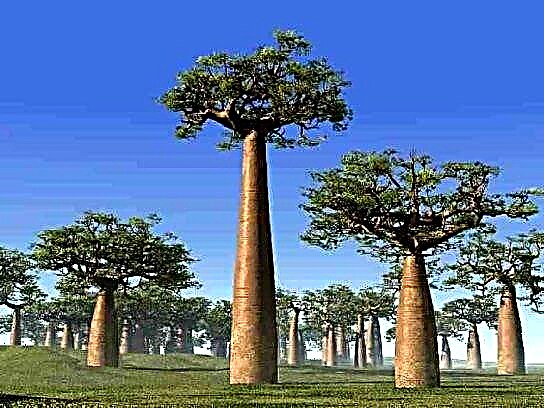 Baobab zuhaitza