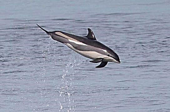 Ақ жақты дельфин